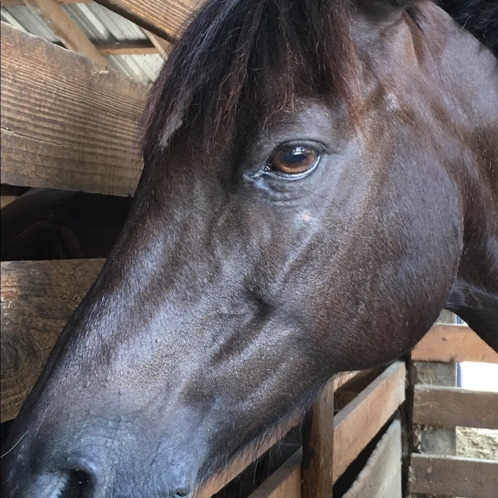 Meet your Posher, Maggie